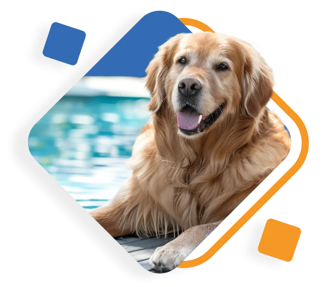 Poolie's golden retriever near the pool