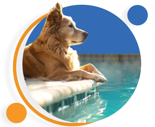 Poolie's Dog Lying beside the Pool