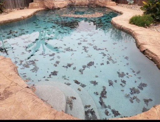 Poolie - Dallas photo 5