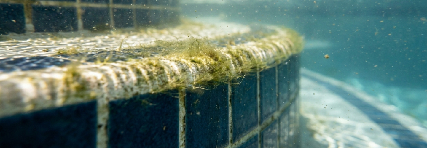 Texas Summer Pool Algae Prevention Before Blooms Start [Featured Image]